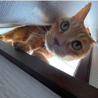 チャーッ 会員画像