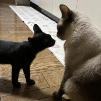 茶々421 会員画像