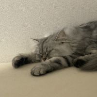 さとうにゃん 会員画像