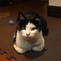 はちわれにゃんこ 会員画像