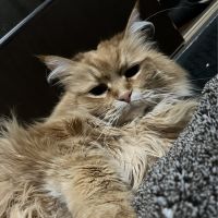 braveさん