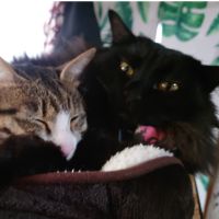 こぶたせんせいさん