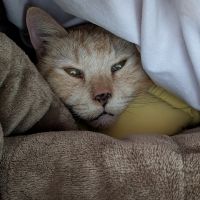 夜猫あるさん