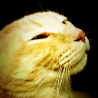 Kumihika 会員画像