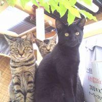 にゃらだ 会員画像