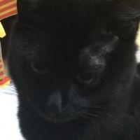 ねこにゃこ 会員画像