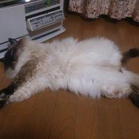 カイちゃん 会員画像