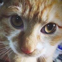 ぎーにょ 会員画像