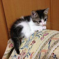 ねこのなまえはにゃん 会員画像
