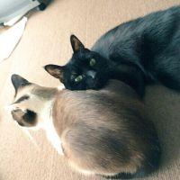 すずず 会員画像