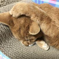 ちゃとらん(*'-'*)ノ 会員画像