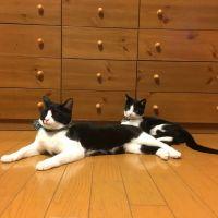 けんたろう。 会員画像