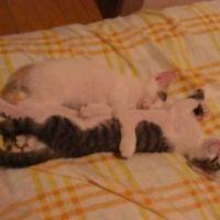 にゃたこ 会員画像