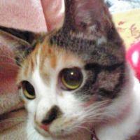 nyanta3 会員画像
