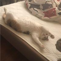 またたびちゃん 会員画像