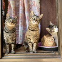 miracle Cats eye