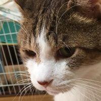 しなもんろーる 会員画像