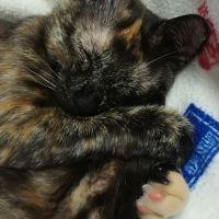 わさび巻き 会員画像