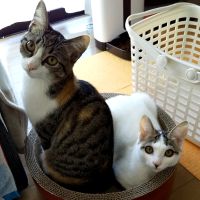 けんちゃ 会員画像