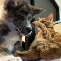みずねこ 会員画像