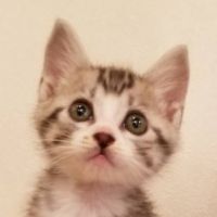 む ー た 。 会員画像