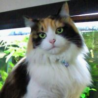 ゆゆゆ222 会員画像