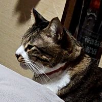 わわわーんさん
