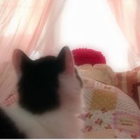 このむねあこ 会員画像