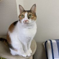 シホテリア 会員画像