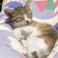 猫マタン 会員画像