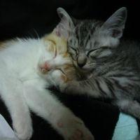 ねこ夫婦 会員画像
