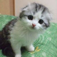 すえ 会員画像