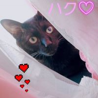 れもは 会員画像