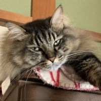 まいちい 会員画像