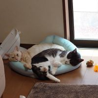 ちょびすけ55 会員画像