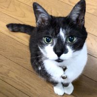 カープ女子猫 会員画像