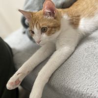 チャチャみんさん