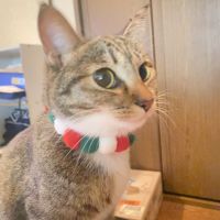 にゃんハッピーさん