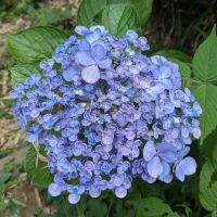 こもにこ