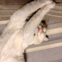 チャッポマンさん