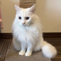 miintさん