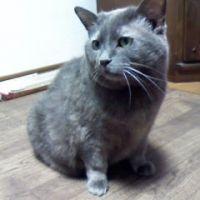 ネコママ777 会員画像