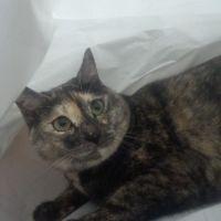 モリコロ 会員画像