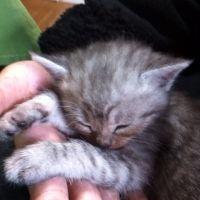 愛美凛 会員画像