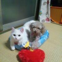 LOVEさくら 会員画像