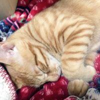 うちりさ 会員画像