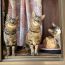 miracle Cats eye