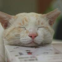 会員画像