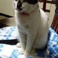 肉まん肉抜きで 会員画像