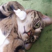 アルタイハスキー 会員画像